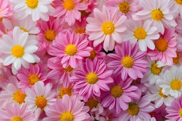 A vibrant close-up of a bouquet of pink and white daisy flowers with bright yellow centers. The delicate petals and vivid colors create a fresh, cheerful, and natural springtime atmosphere.