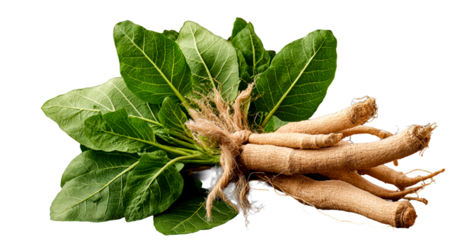 Fresh ginseng root with vibrant green leaves on transparent background