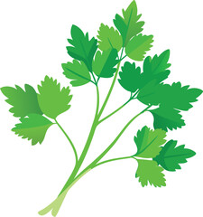 Naklejka premium Fresh coriander herb bunch isolated on white background