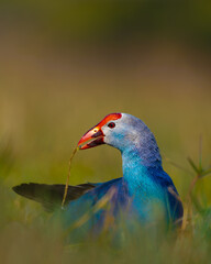 Grey-headed Swamphen feeding in wetland grass at Keoladeo Bharatpur Bird Sanctuary, India. Vivid...
