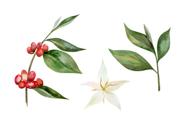 A coffee branch with berries and flowers collection. Watercolor illustration isolated on a white background.