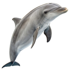 A dolphin leaps gracefully out of the water, isolated on white isolated on transparent background