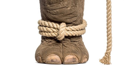 Elephant leg tied with rope