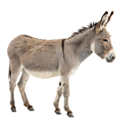 Obraz premium A donkey stands isolated on a transparent background