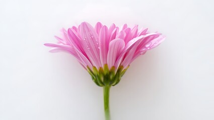 Obraz premium Close up of a Pink Gerbera Daisy with Water Droplets on Petals