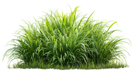 Fototapeta premium Green grass bush with multiple blades on transparent background