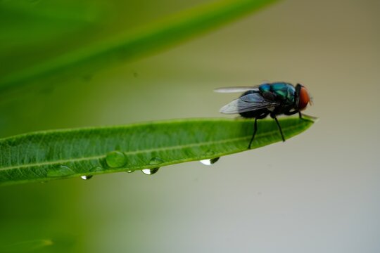 fly on leaf