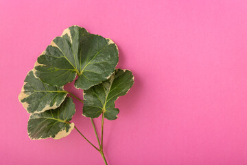 Tropical flat lay shield aralia or polyscias scutellaria leaves branch on vibrant pink surface background