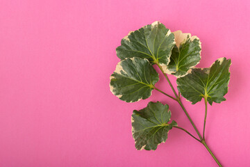 Tropical flat lay shield aralia or polyscias scutellaria leaves branch on vibrant pink surface background