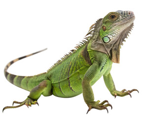 Obraz premium A green iguana lizard isolated on a transparent background