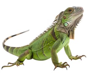A green iguana lizard isolated on a transparent background