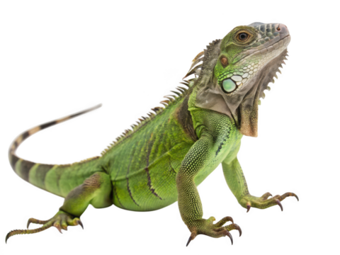 A green iguana lizard isolated on a transparent background