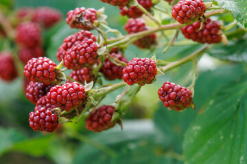 Sommerzeit im M&uuml;nsterland