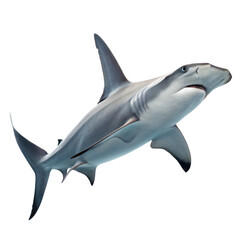 Fototapeta premium A hammerhead shark swims gracefully isolated on white isolated on transparent background