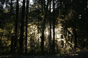 Sunlight Filtering Through Dense Mossy Forest – China Beach, Vancouver Island