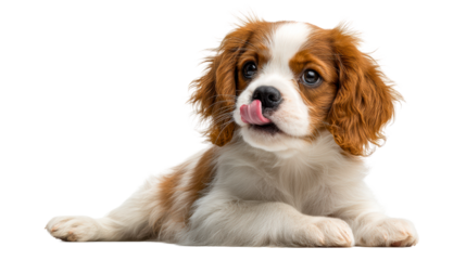 Playful Cavalier King Charles Spaniel puppy with a cute expression