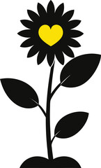sunflower on White background