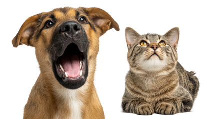 Dog and cat displaying unique expressions on transparent background