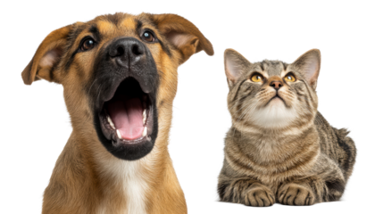 Dog and cat displaying unique expressions on transparent background