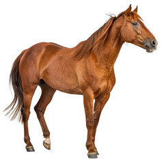Obraz premium A majestic brown horse stands proudly, isolated on transparent background
