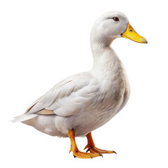 A white duck isolated on a transparent background