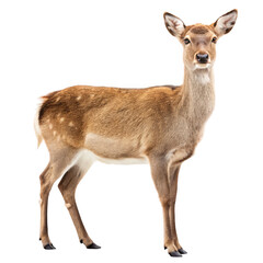 Obraz premium A young deer stands gracefully on a transparent background