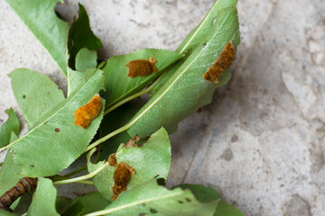 Brown-tail moth (Euproctis chrysorrhoea) covered eggs on pear leaves isolated, brown-tail moth...
