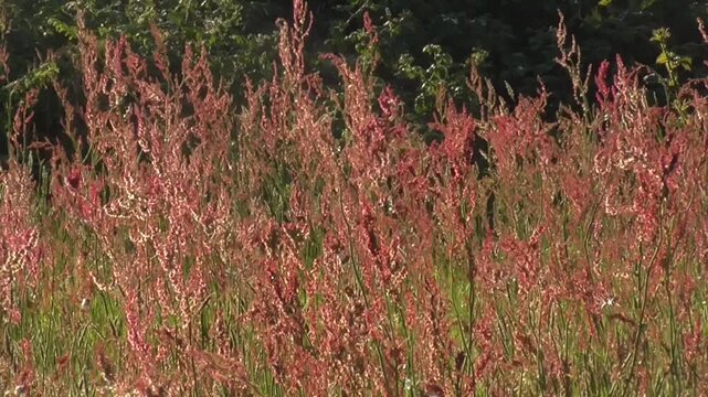 Common Sorrel (Rumex acetosa) Flowers Flowering in a Meadow in Summer in SouthWales, U.K.