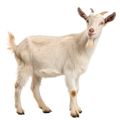Fototapeta premium A young white goat stands on a transparent background