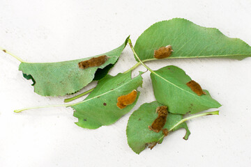 Brown-tail moth (Euproctis chrysorrhoea) covered eggs on pear leaves isolated, brown-tail moth...