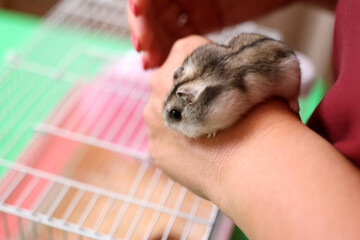 People look after and play with the hamster.