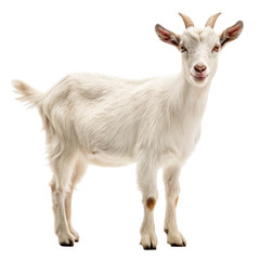 Obraz premium A young white goat stands on a transparent background