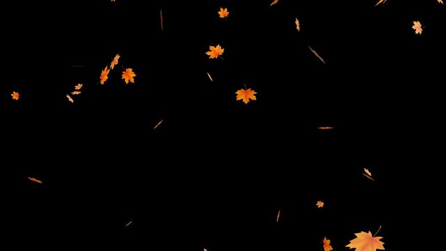 Autumn maple leaves falling animation. leaves falling down on green screen chroma key loopable background. 4k falling leaf animation with alpha channel.