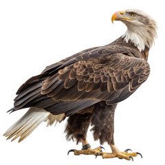 Obraz premium Bald eagle standing majestically on a transparent background