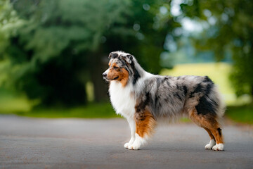 Blue Merle australian shepherd dog show quality 