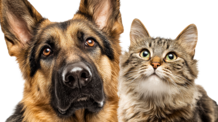 Companion animals together with expressive faces in clear background