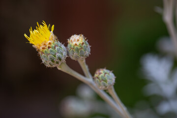 Centaurea Cineraria Hort, Dusty Miller, Ragusina, Flores amarillas, Phyllaries, Rayless Tansyaster,...