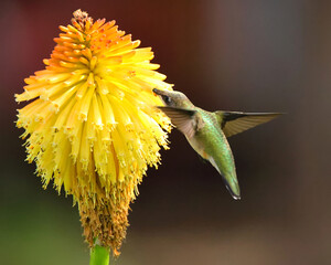 Ruby throated hummingbird pollenating orange and yellow hotrod flower in full bloom. 