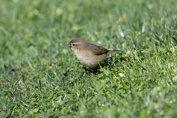 Common Chiffchaff (Phylloscopus collybita) – common in Dublin, Ireland woodlands and parks