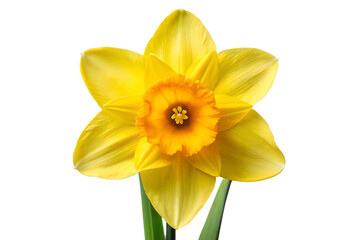 Vibrant Yellow Daffodil Flower with Green Stem - Isolated on Transparent Background