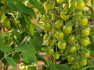 Green cherry tomatoes in the garden