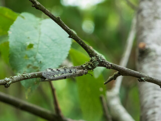 Spotted Lacewing Perched on a Mossy Branch with Green Foliage Background