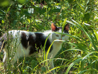 Black and White Cat Peeking Through Lush Green Grass