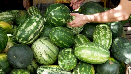 Men's hands shift watermelons, choose a ripe watermelon on the market. Sweet juicy dessert. Summer fruit for healthy nutrition.