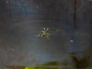 Yellow and Black Wasp Struggling on Water Surface