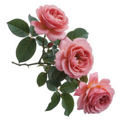 Three delicate pink roses with green leaves against a stark black background