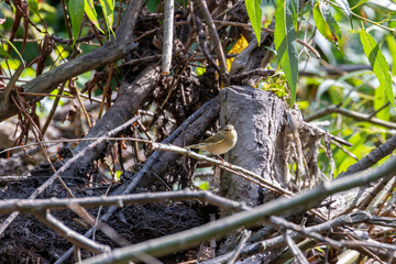 Common Chiffchaff (Phylloscopus collybita) – common in Dublin, Ireland woodlands and parks