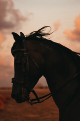 horse in sunset