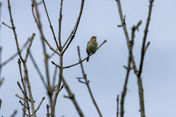Common Chiffchaff (Phylloscopus collybita) – common in Dublin, Ireland woodlands and parks