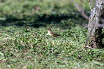 Common Chiffchaff (Phylloscopus collybita) &ndash; common in Dublin, Ireland woodlands and parks